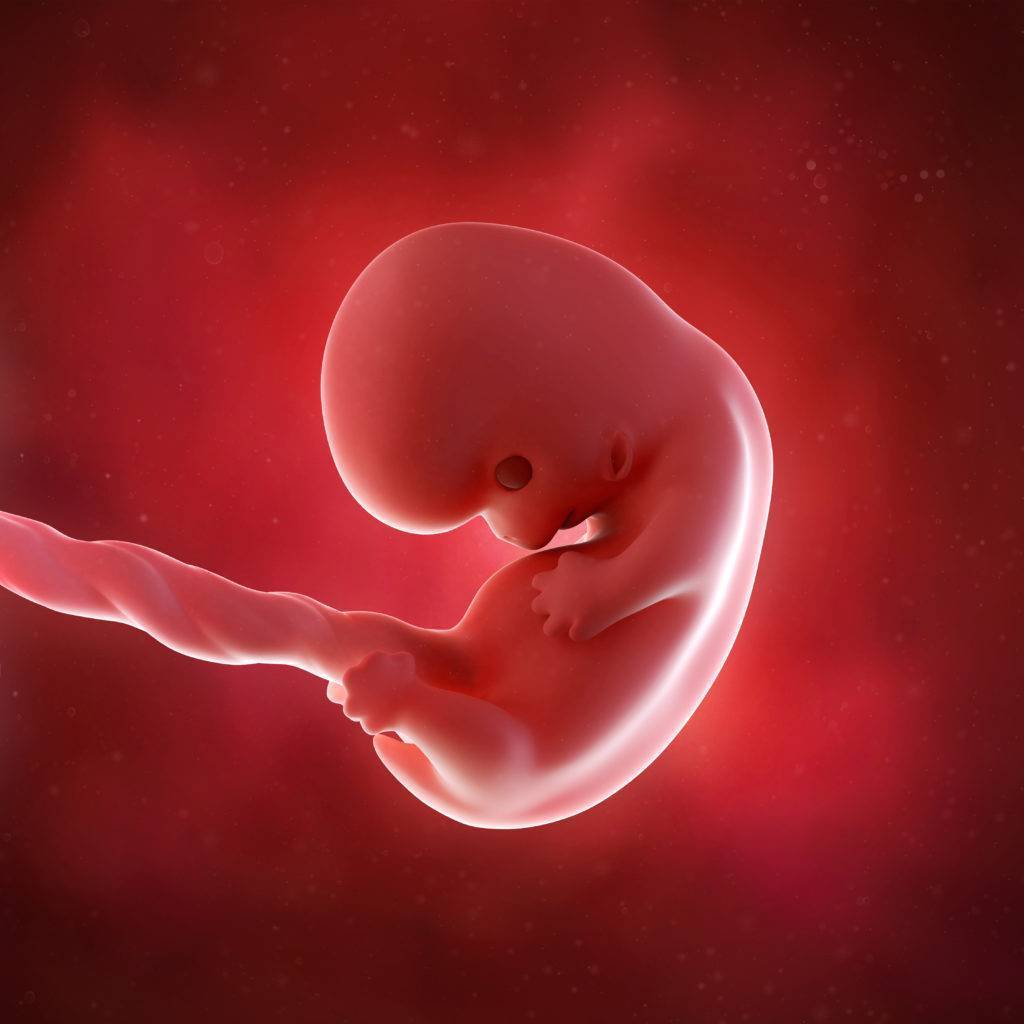 Развитие эмбриона и плода - восьмая неделя беременности | аборт в спб