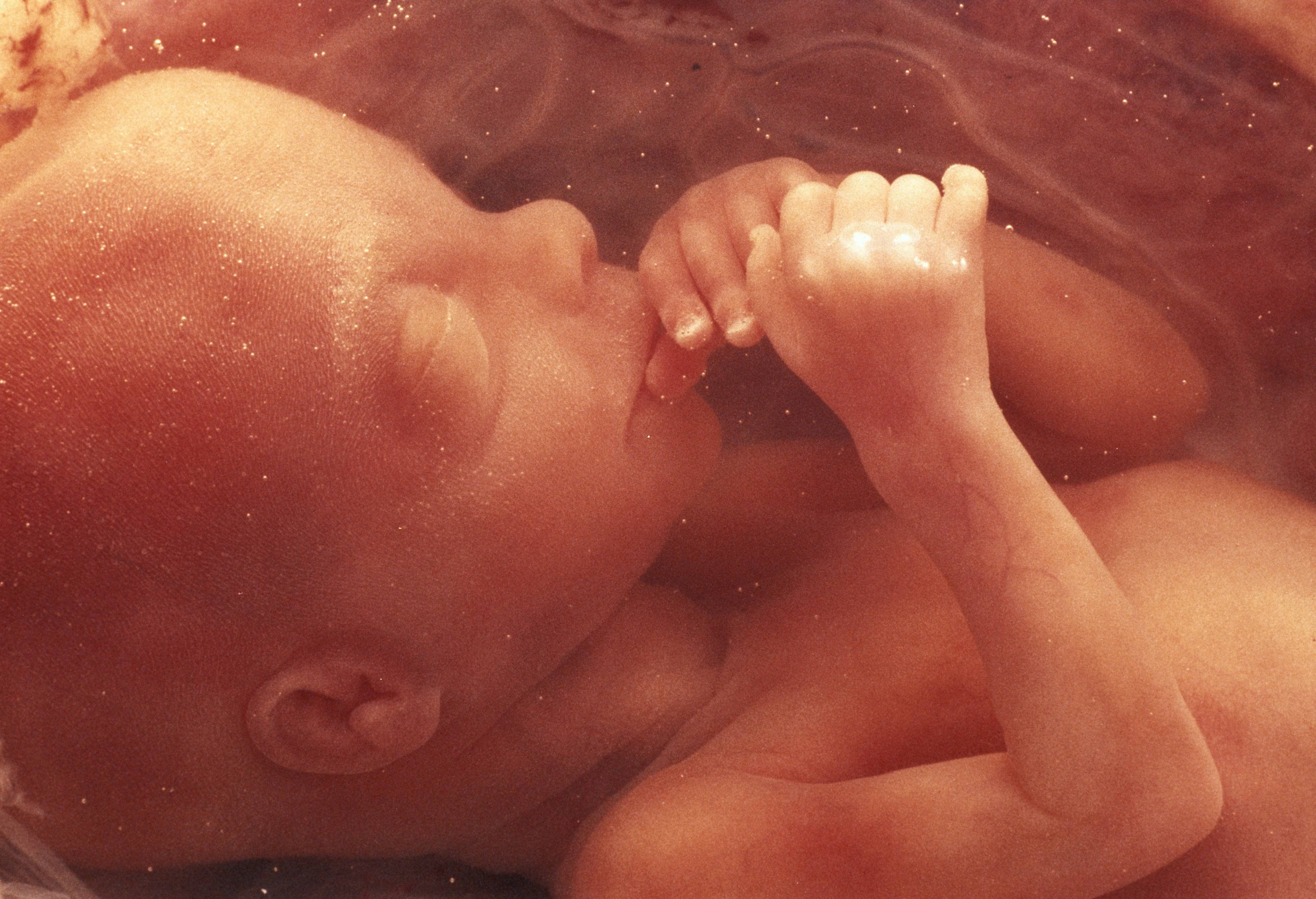 12 неделя беременности: что происходит с малышом и мамой, фото, развитие плода
