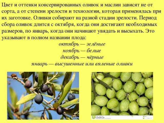 Можно ли кормящей маме оливки?