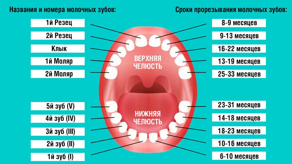 Какие молочные зубы выпадают у детей в 9 10 лет фото с названиями