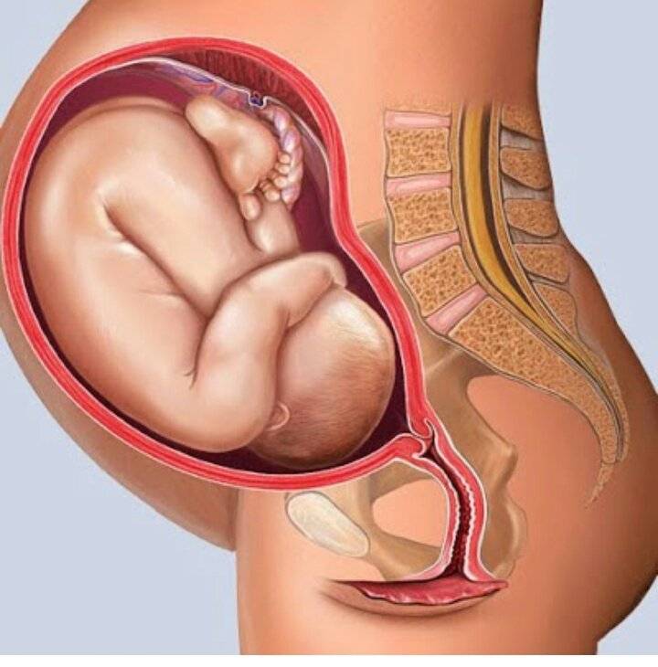 30 недель беременности | клиника ведения беременности в пятигорске