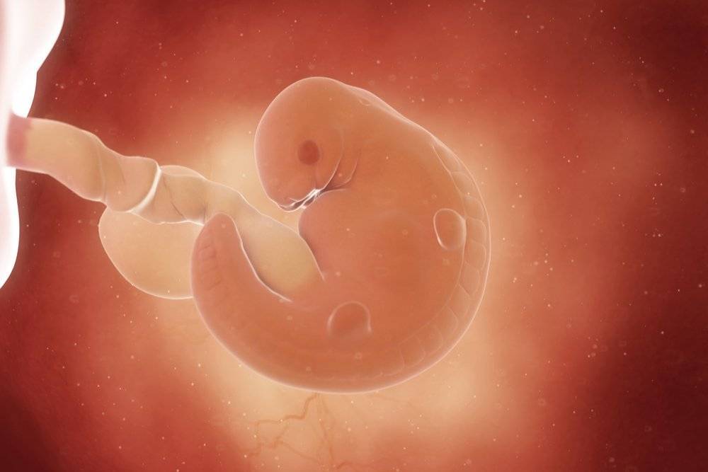6 неделя беременности – трудности и радости | аборт в спб