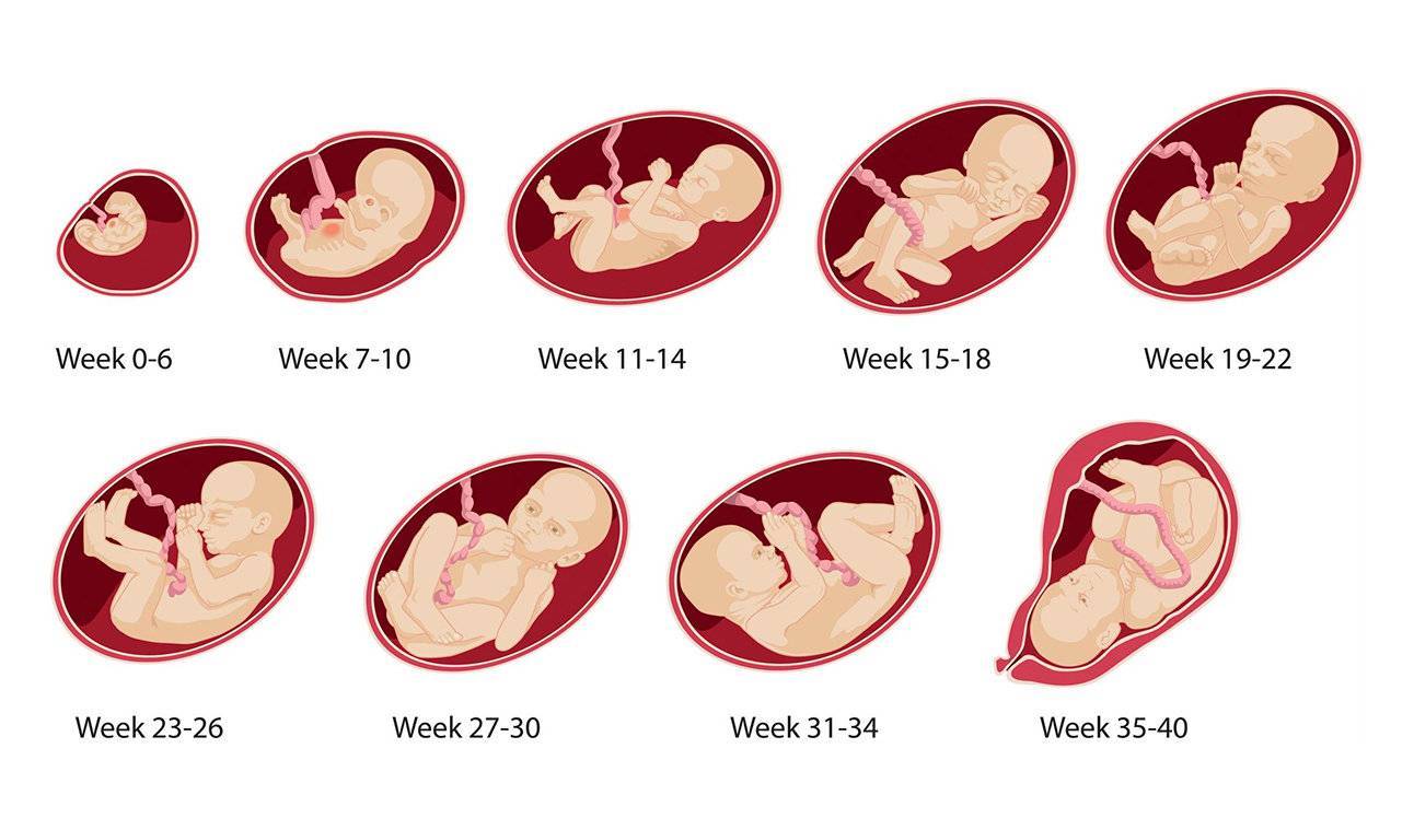 Во сколько недель начинает шевелиться ребенок во время первой беременности, когда и на каком сроке?