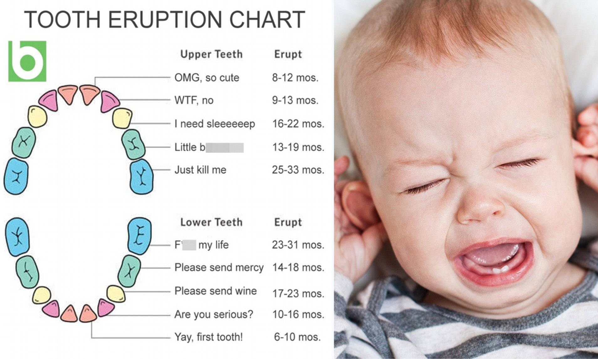 Температура на зубы у ребенка сколько. График прорезания зубов у детей. Схема прорезывания зубов у грудничков.