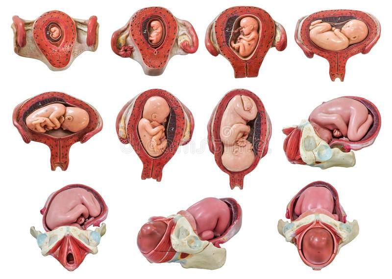 Ребёнок икает в животе при беременности: почему это происходит, как определить и что делать? как понять что ребенок в утробе икает