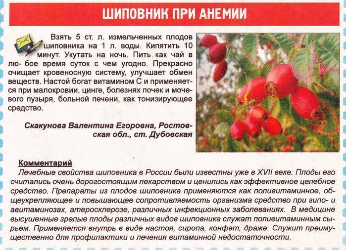 Шиповник при грудном вскармливании: можно или нет