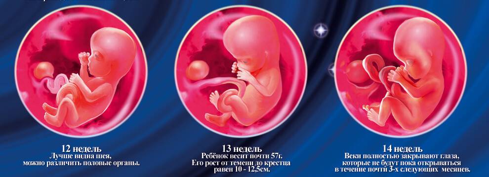 Календарь беременности. 11-я акушерская неделя