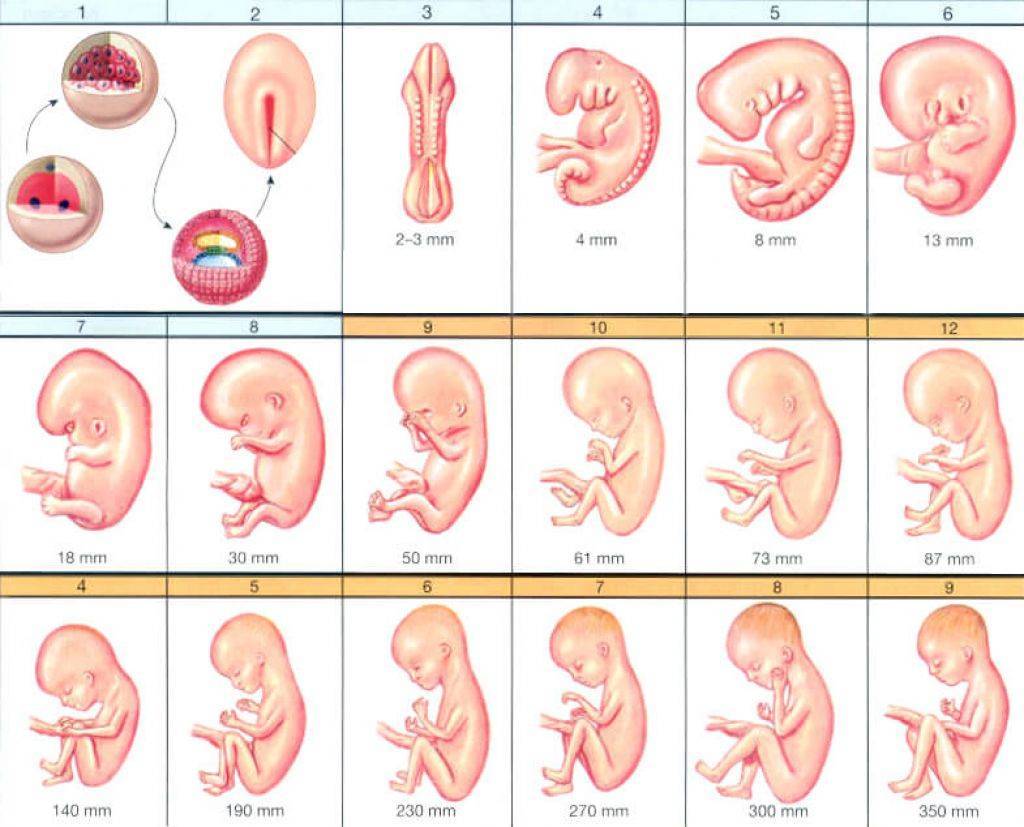 Признаки беременности на 1 неделе: симптомы после зачатия, ощущения, фото