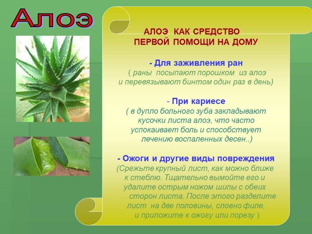 Противопоказания свойства алоэ. Алоэ комнатное растение. Алоэ лекарственное растение. Алоэ растение комнатное лечебное. Как используется алоэ.