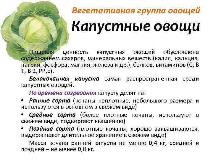 Можно ли кормящим кушать цветную капусту