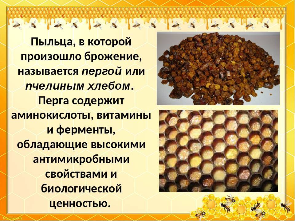 Полезные свойства перги для беременных