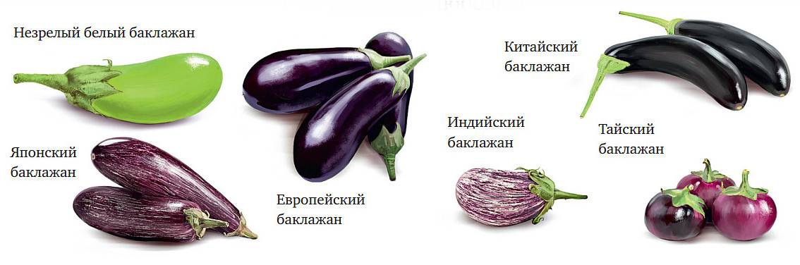 Баклажаны при беременности