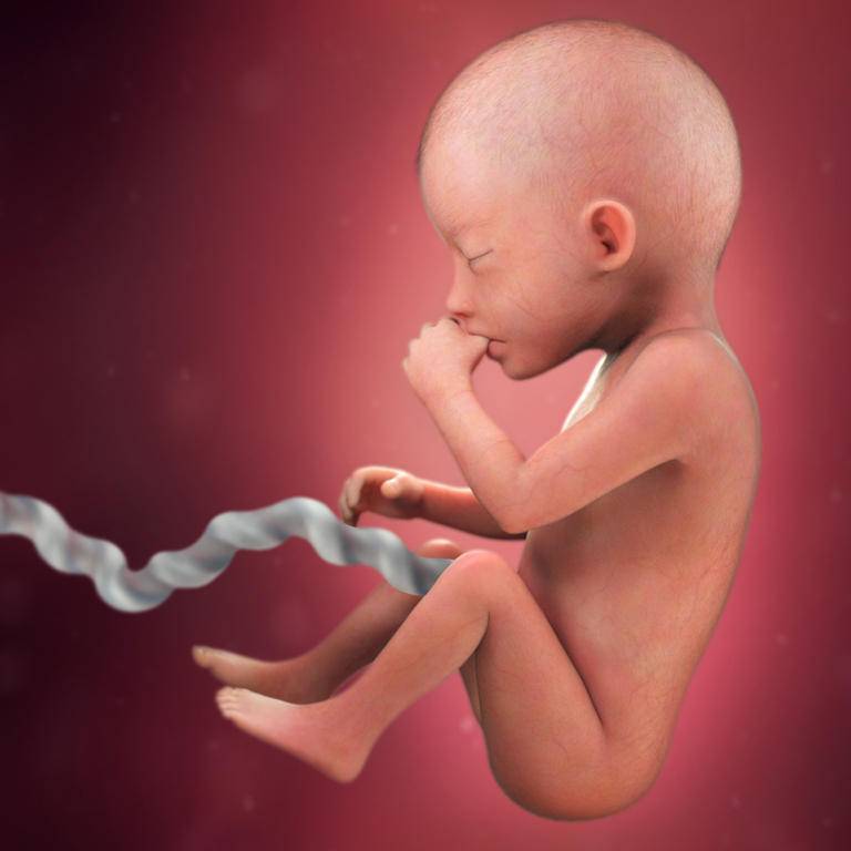 11 неделя беременности: что происходит с малышом, мамой, развитие, ощущения