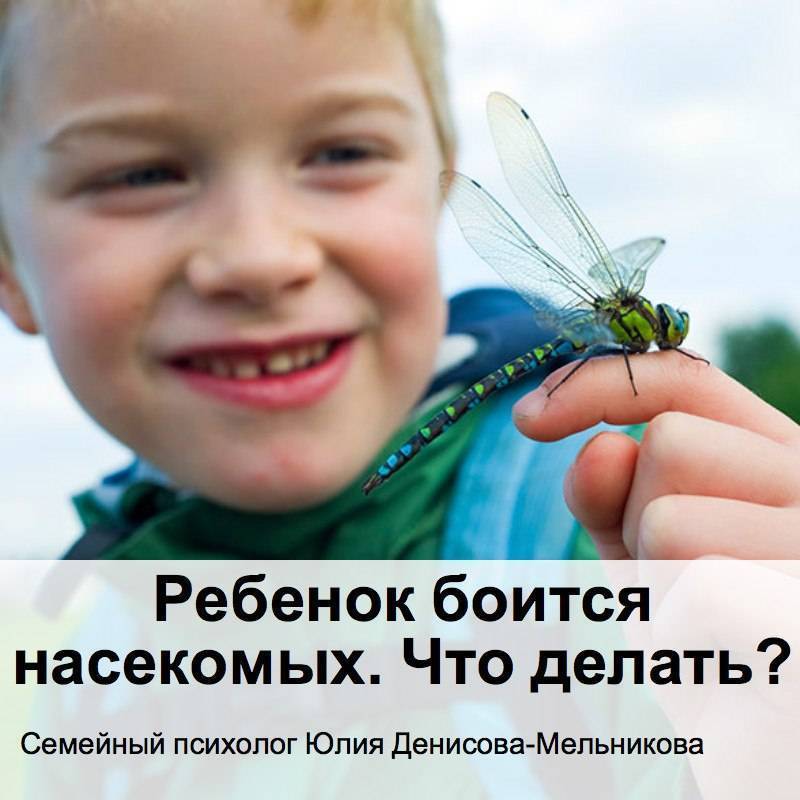 Ребенок боится мух: как ему помочь?