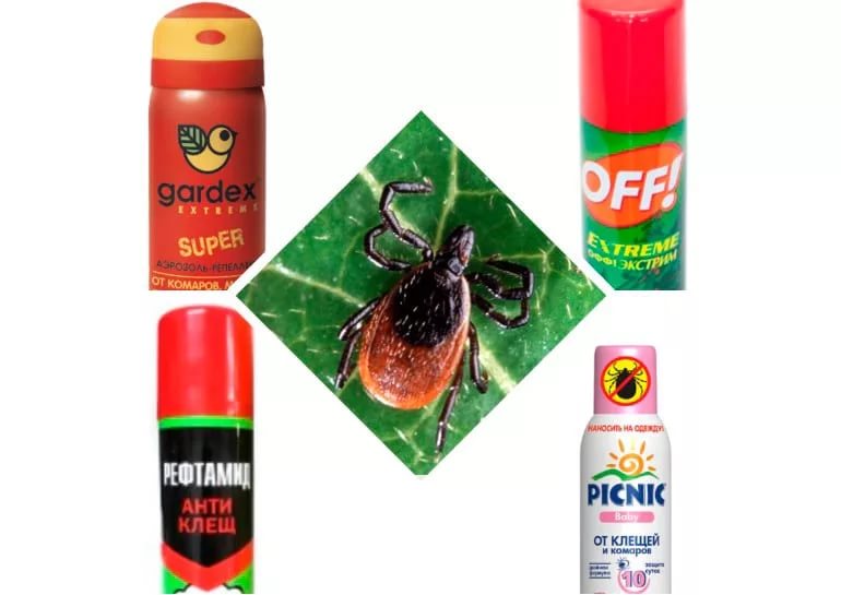 Как защититься от клещей человеку в лесу: советы и меры борьбы