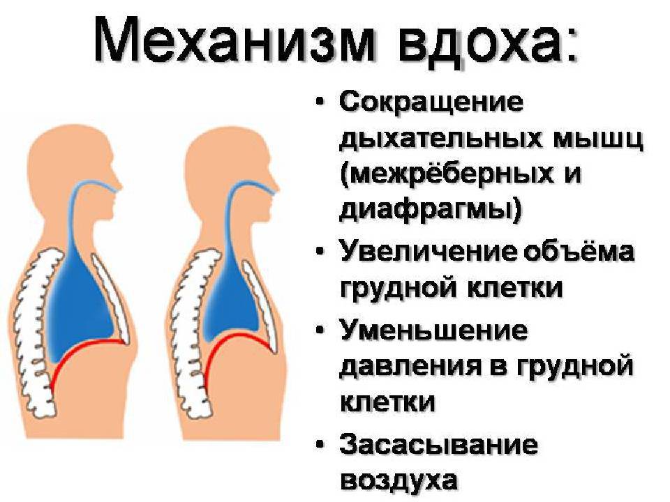 Проводные хрипы у грудного ребёнка: какие бывают виды и как лечить