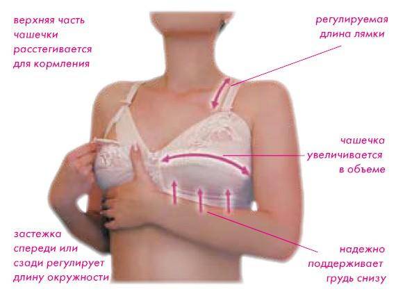 Эмбриология груди и врожденные пороки развития - женская грудь | университетская клиника