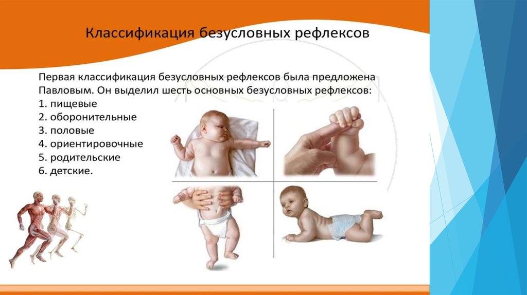 Врожденными являются рефлексы. Рефлексы новорожденных неонатальные. Классификация Павлова безусловных рефлексов. Врождённые рефлексы новорожденного. Условные и безусловные рефлексы у детей.
