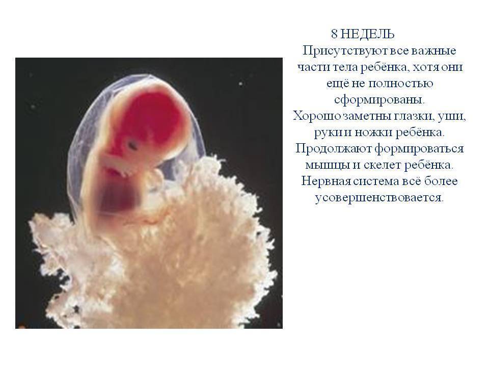 8 недель беременности описание и фото — евромедклиник 24