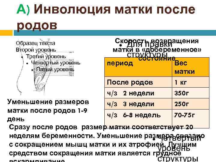 Инволюция в послеродовом периоде. Инволюция матки после родов. Размеры матки в послеродовом периоде.