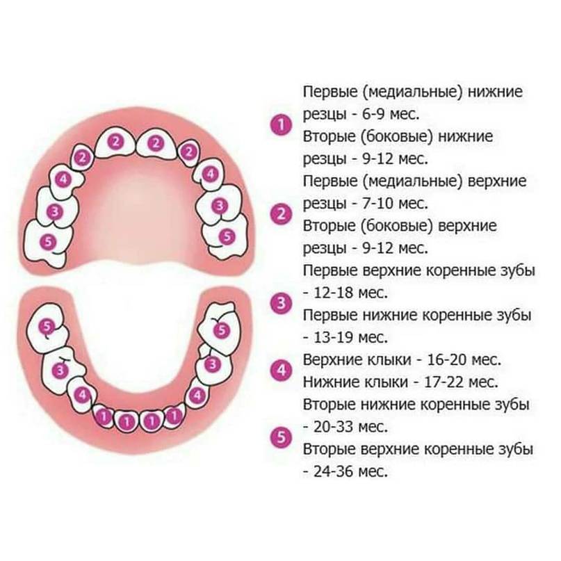 Коренные зубы у детей симптомы. Схема прорезывания молочных зубов у детей. Во сколько лезут зубы у новорожденных мальчиков первые. Прорезывание Зубовов у детей.