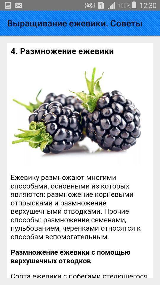 С какого возраста можно давать ежевику ребенку: рекомендации и польза