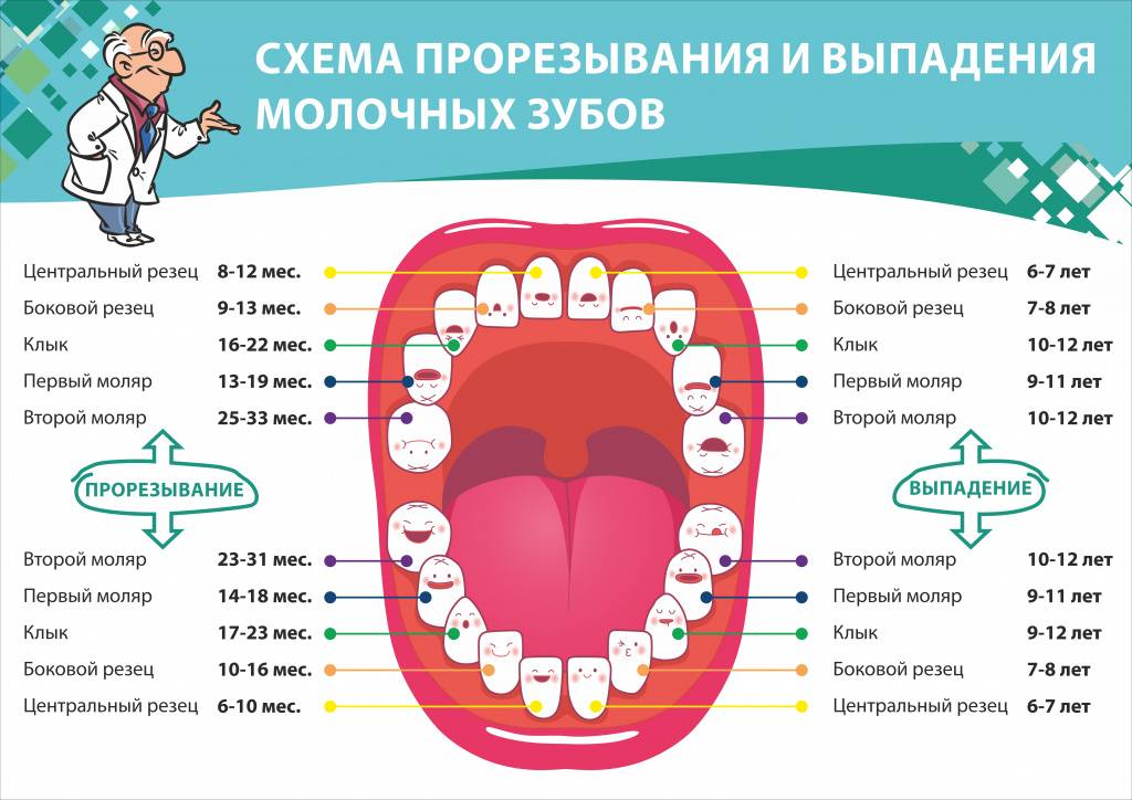 Сколько зубов должно быть в норме у ребенка в 1 год: возрастные нормативы и поочередность прорезывания