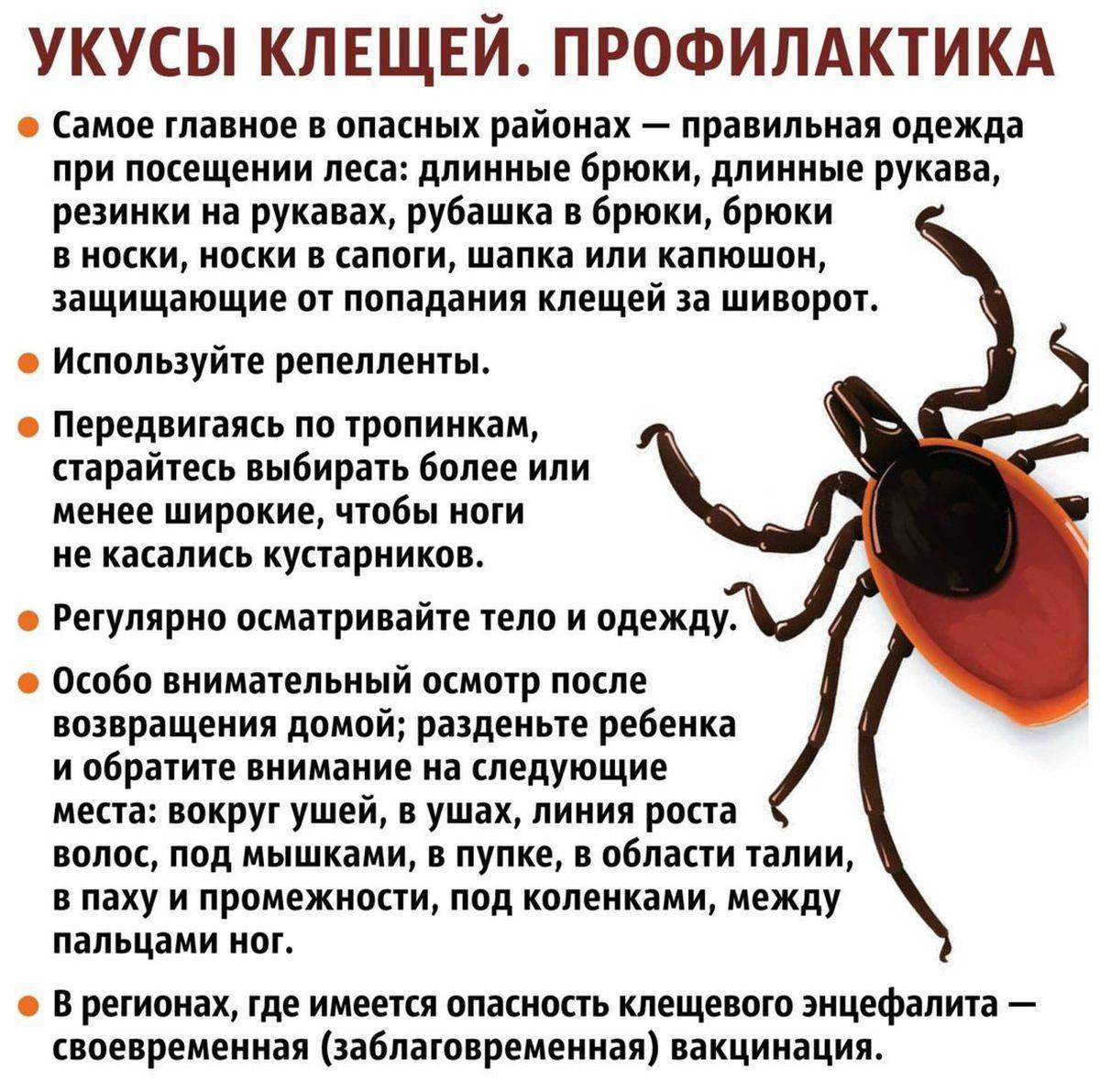 Как понять, укусил ли ребенка клещ, и что делать при укусе клеща?