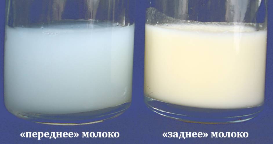 Состав грудного молока: как меняется его содержание по месяцам