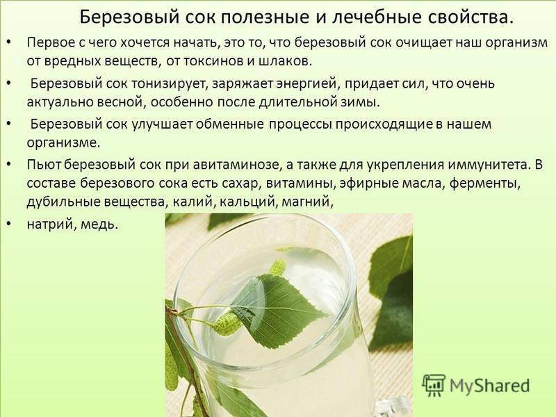 Березовый сок при беременности: польза или вред? / mama66.ru