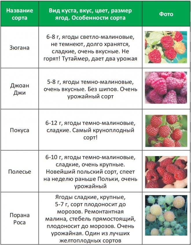 Как вводить фрукты в прикорм
