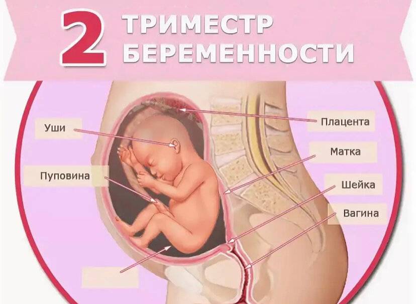 2 триместр беременности | уроки для мам