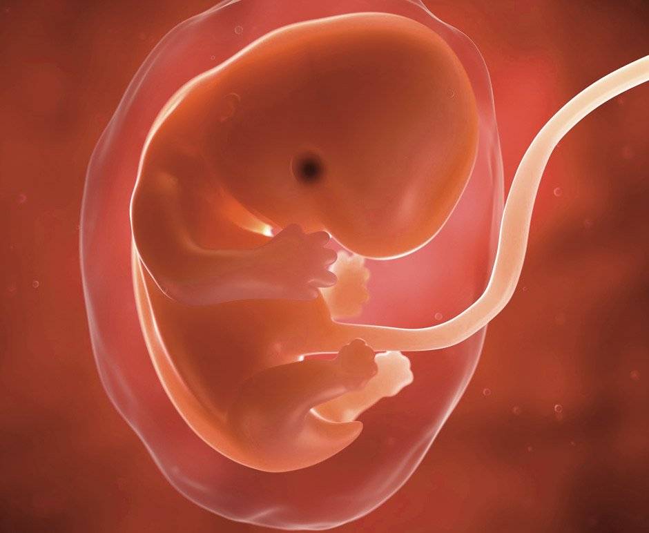 7 неделя беременности: развитие, симптомы и признаки