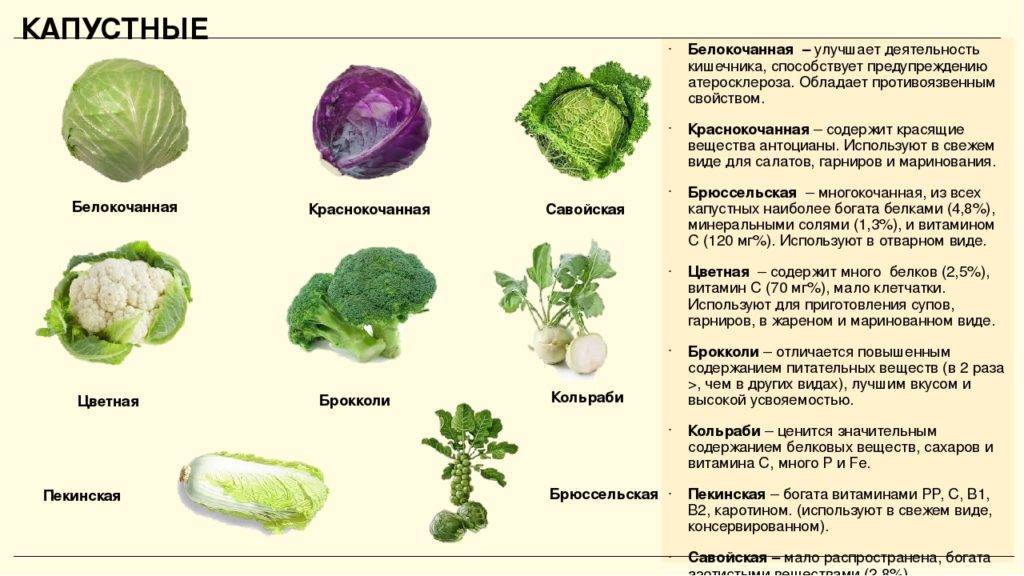 Можно ли беременным капусту - квашеную и свежую: как есть во время 1 триместра и позже, а также какую пользу и вред может принести белокочанная и другие виды овоща?