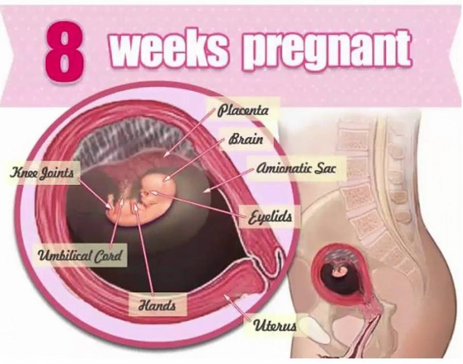 3 неделя беременности: что происходит с эмбрионом, развитие и размер плода, ощущения и выделения после зачатия / mama66.ru