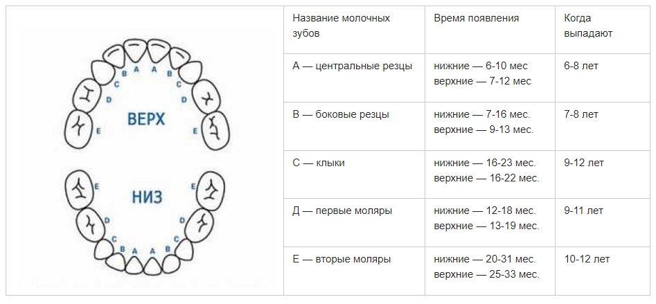 Как растут зубы очередность