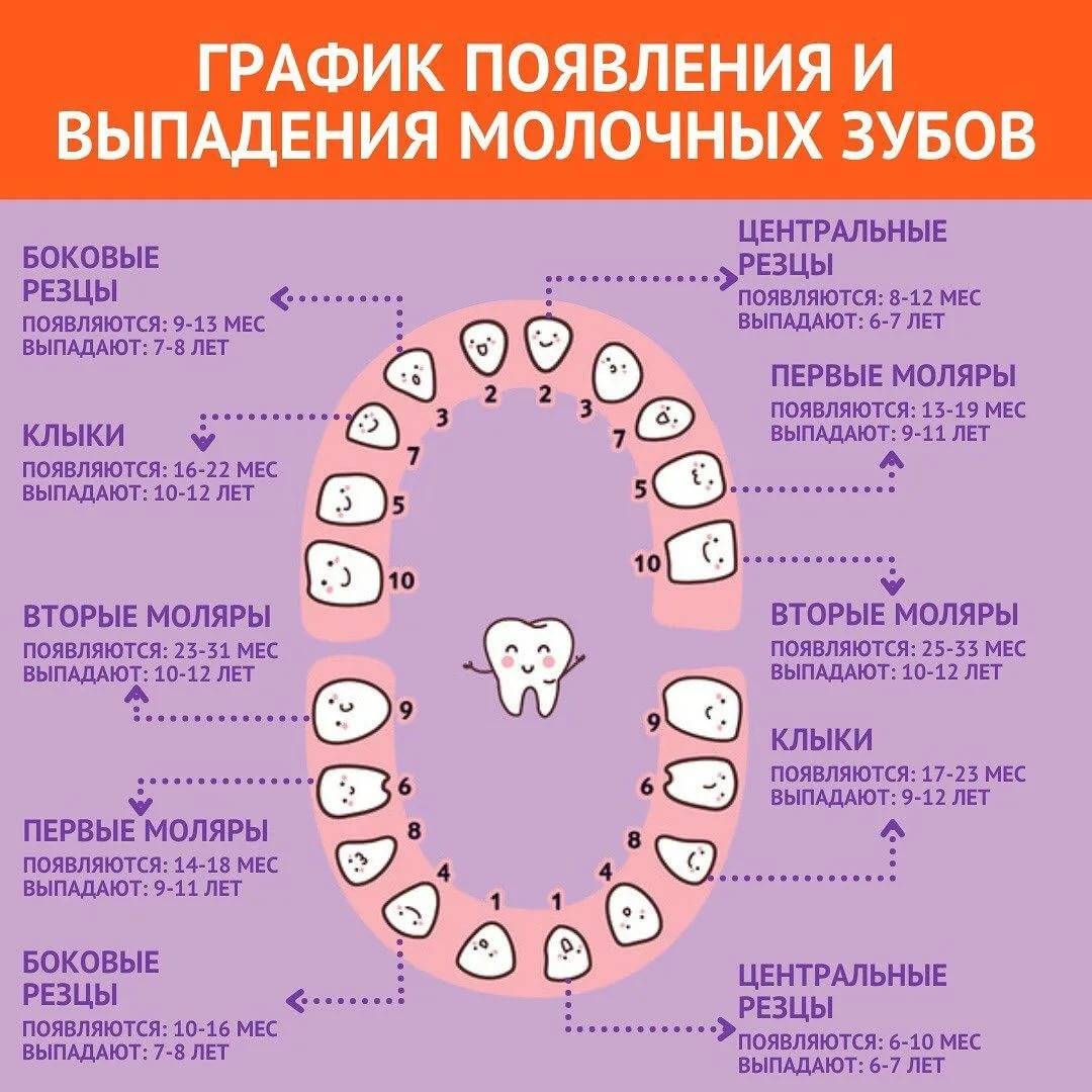 Зубы во сне форум. Когда выпадает 4 зуб снизу у ребенка. Зубы выпадение молочных схема. Когда и какие молочные зубы выпадают у детей.