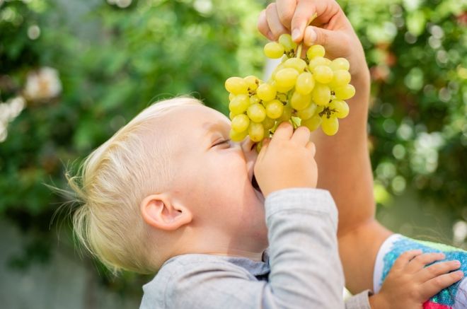 Когда детям можно есть виноград? плюс, как вырезать их для вашего ребенка – drink-drink