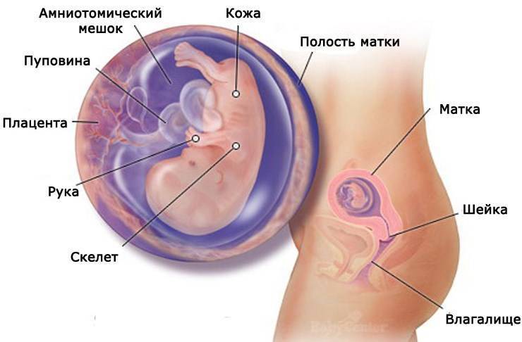 Беременность 11 недель: развитие плода и ощущения женщины