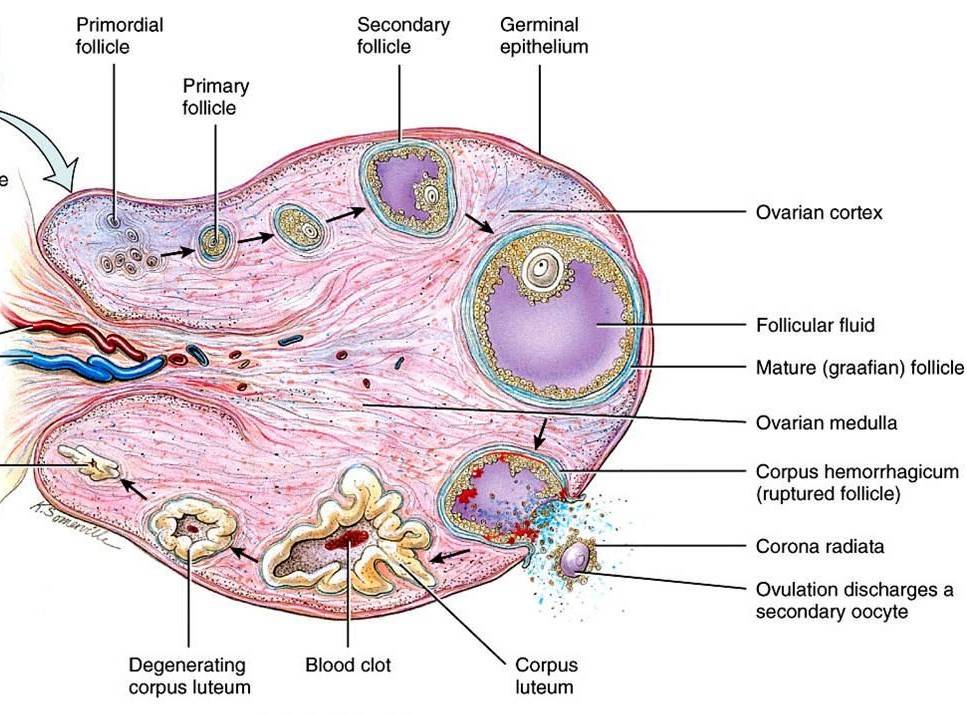 Структура яичника желтое тело