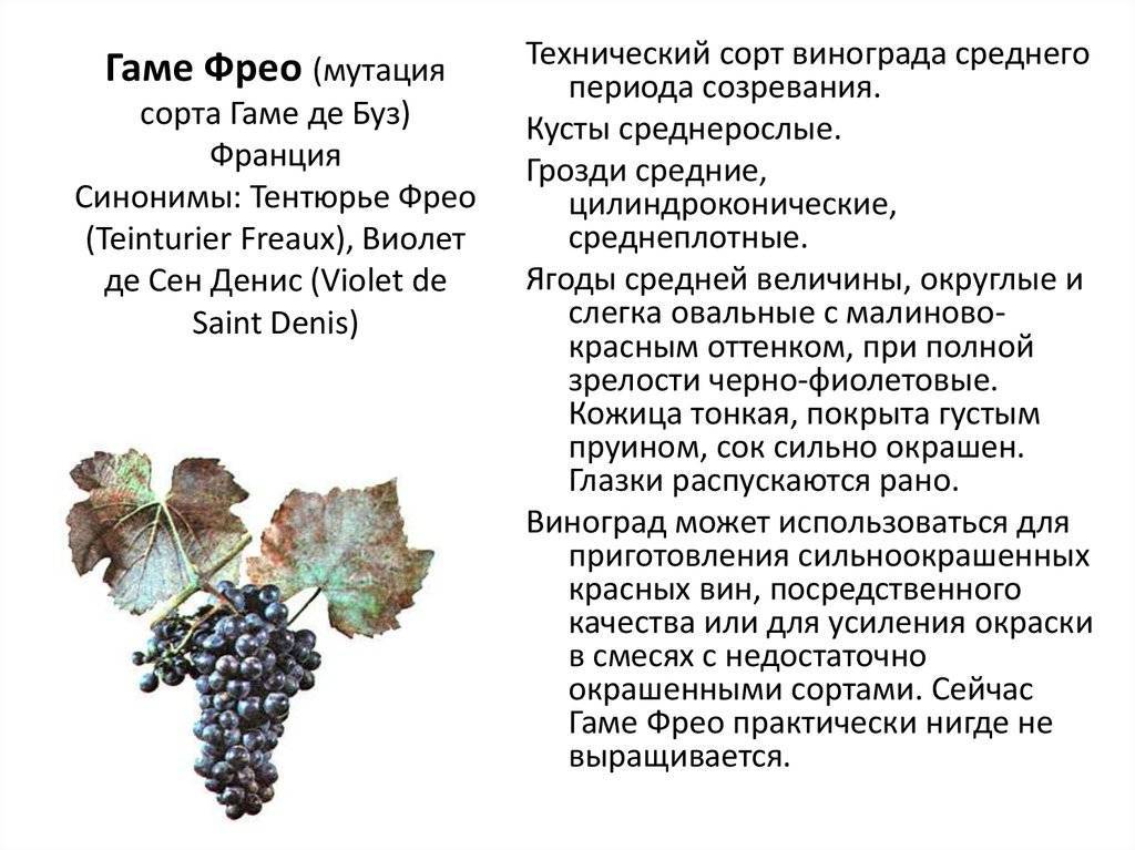 Какие ягоды можно при грудном вскармливании | консультант коуч-icta по грудному вскармливанию в минске 8(029)661-60-56