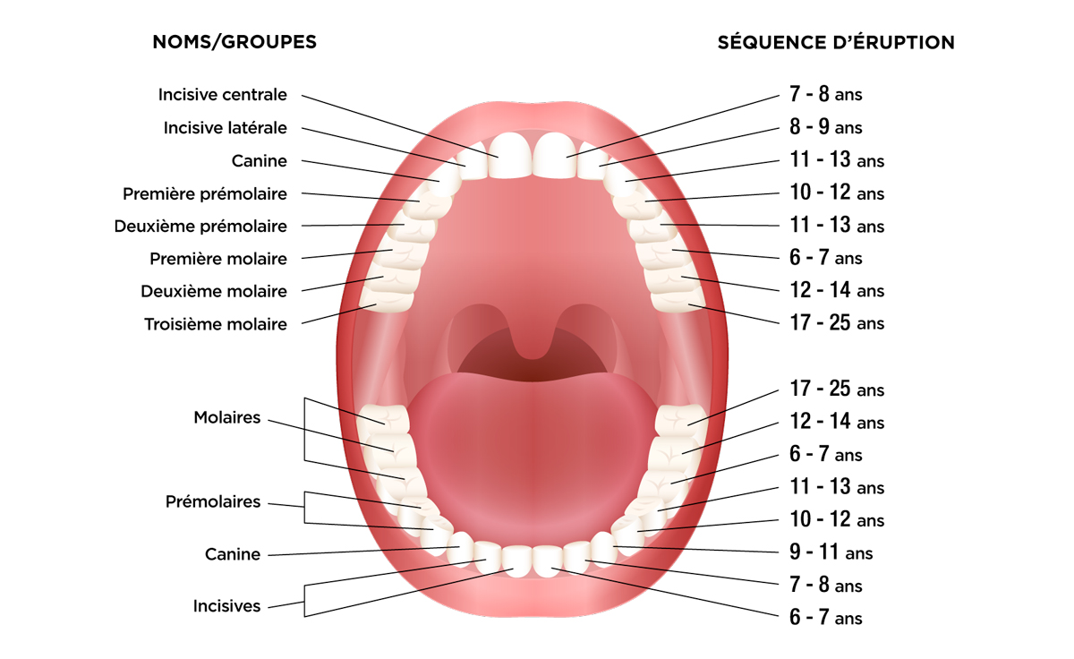 Сколько зубов у детей в 5 лет. Схема прорезывания постоянных зубов у детей.