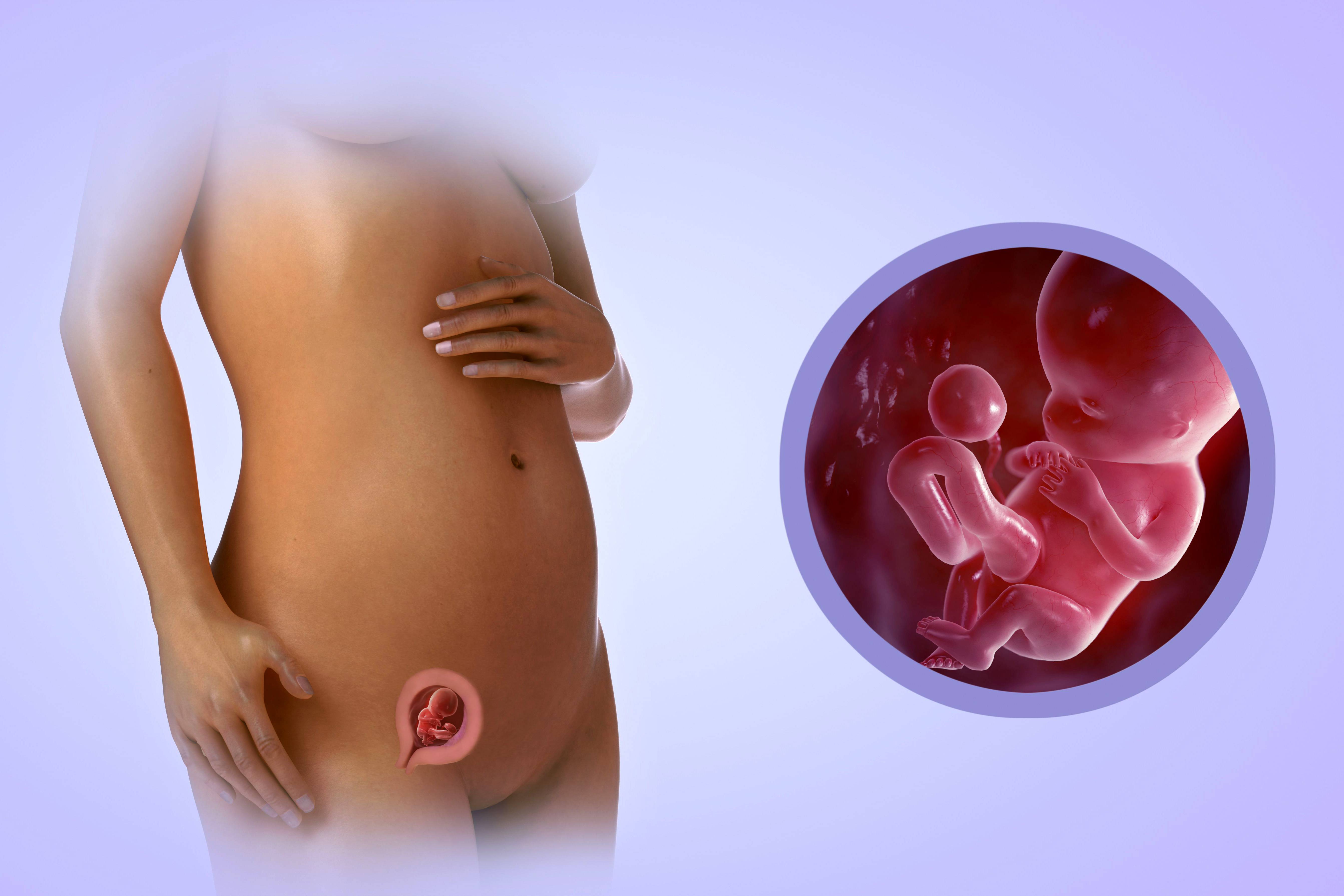8 12 неделя беременности. Эмбрион на 13 неделе беременности. Эмбрион на 11 неделе беременности. Шевеление ребенка в животе на 16 неделе беременности. Эмбрион на 14 неделе беременности.