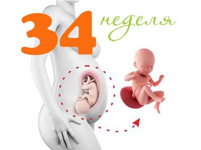 34 недели беременности какой. Плод на 34 неделе беременности. Малыш на 34 неделе беременности. 34 Неделя беременности вес.
