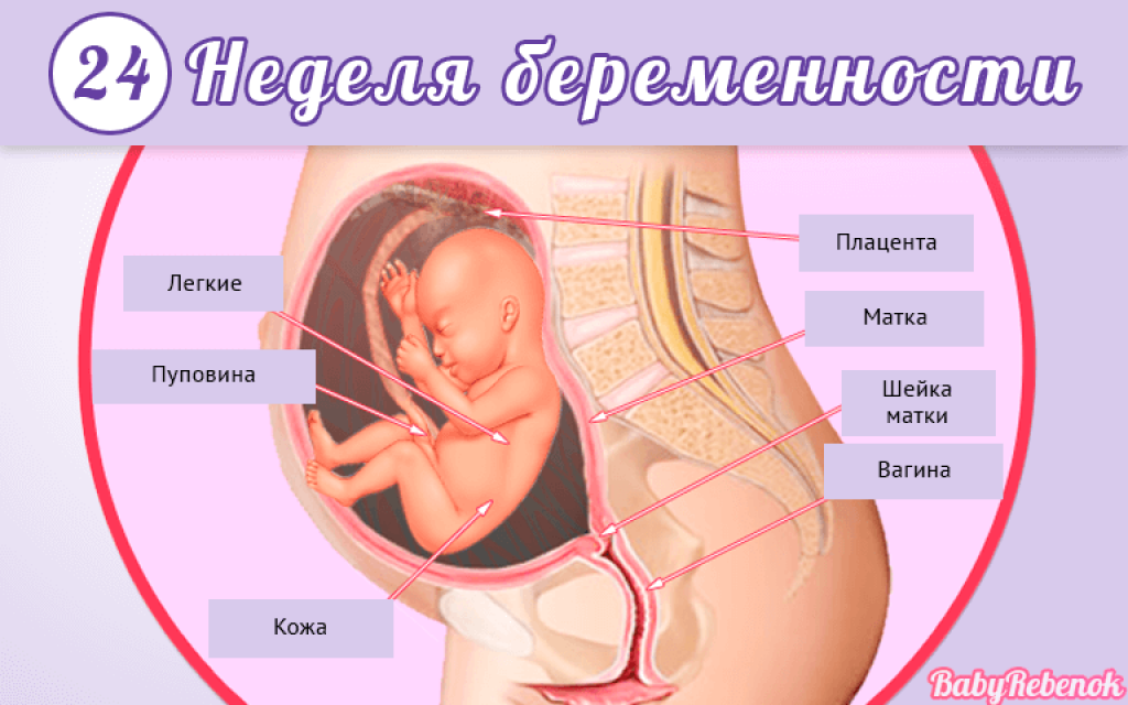 26 неделя беременности. календарь беременности   | материнство - беременность, роды, питание, воспитание