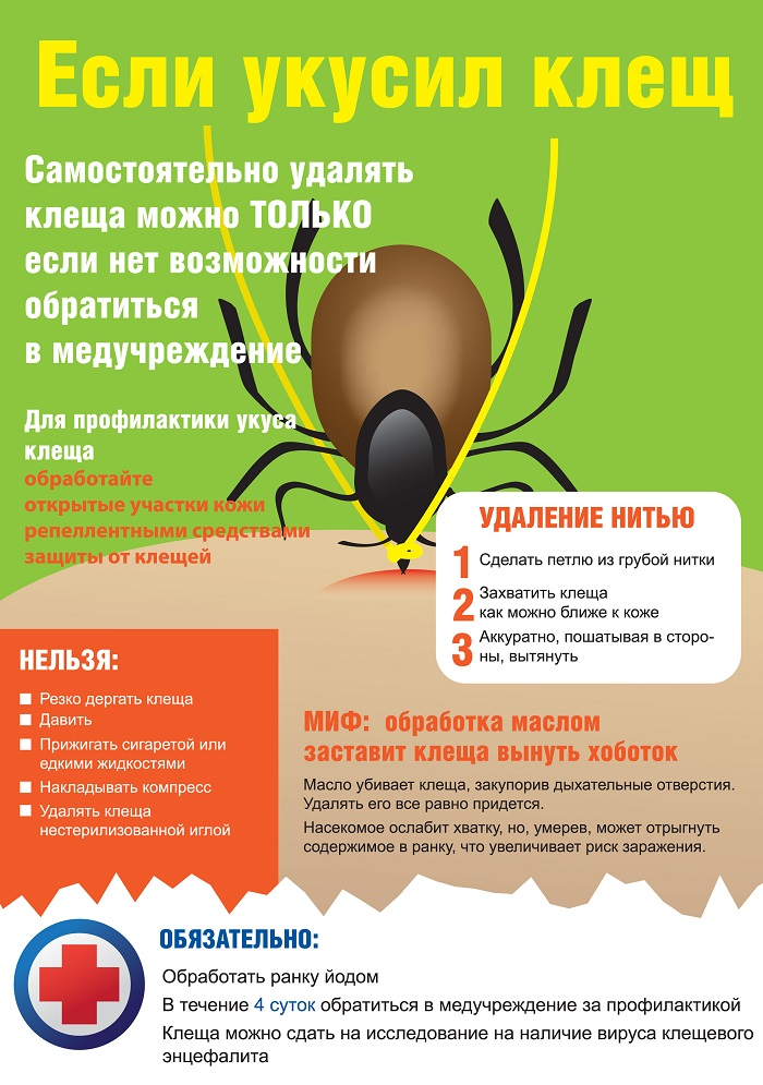 Что делать после укуса клеща: инструкция от педиатра