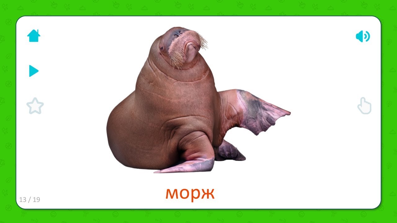 Морские обитатели (развивающий мультик). карточки домана