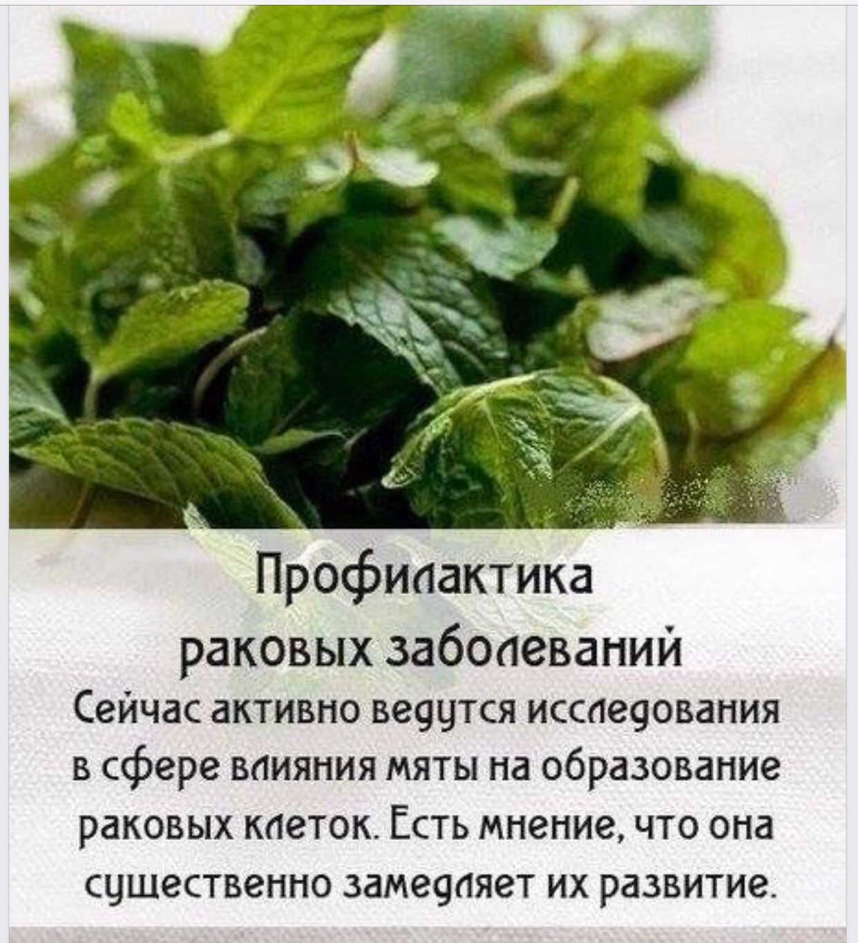 Чай при грудном вскармливании