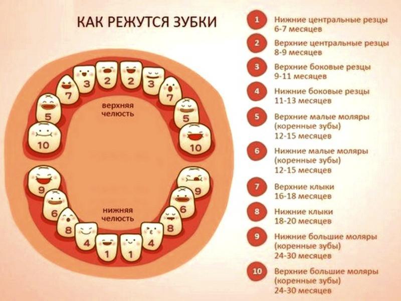 Прорезывание зубов у детей с фото: названия единиц и очередность, симптомы, особенности роста