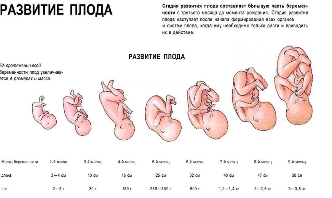 Каковы особенности четвертой беременности, на какой неделе и как проходят роды, можно ли родить быстро и легко?
